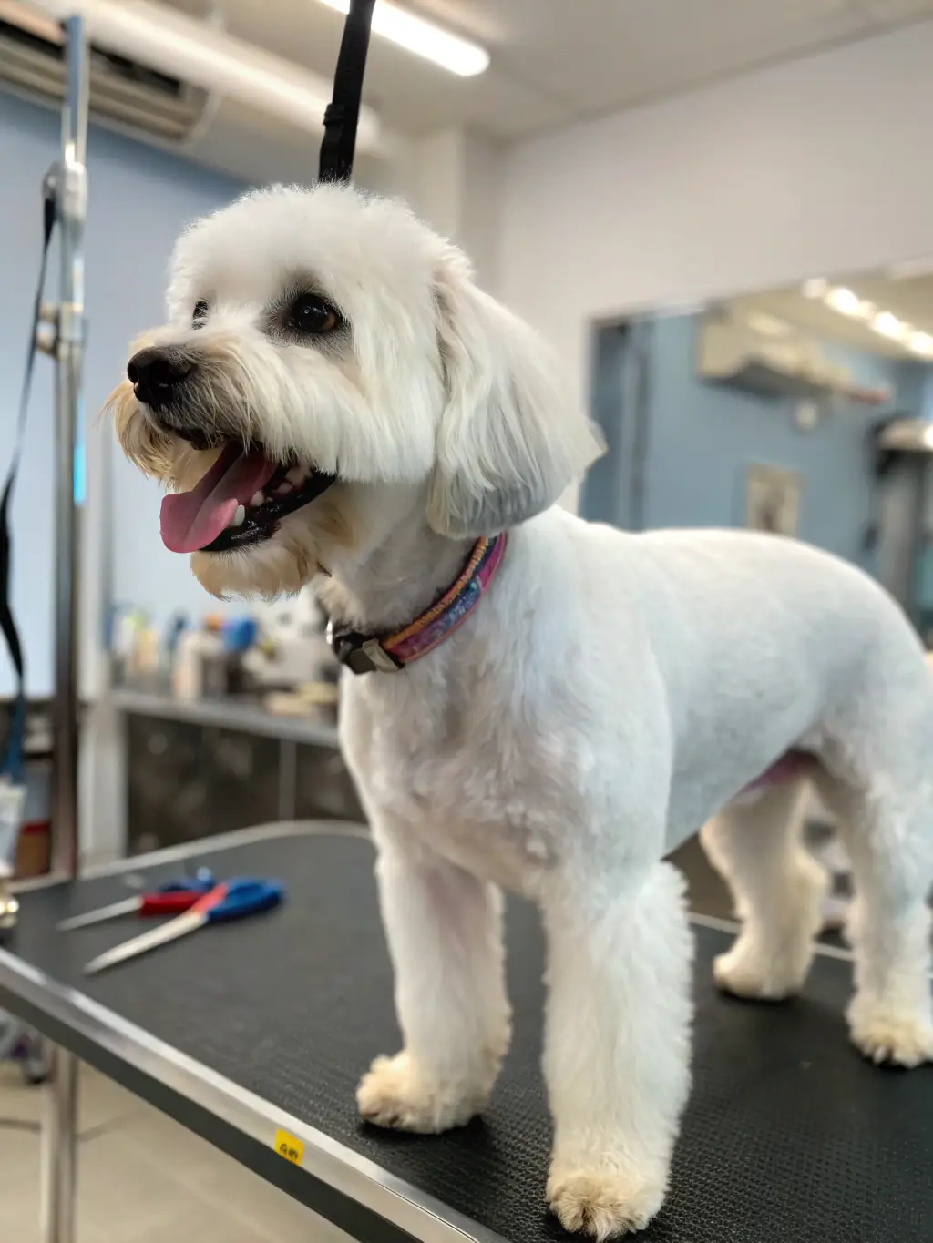 A before-and-after photo of a scruffy dog transformed into a clean, well-groomed pet.